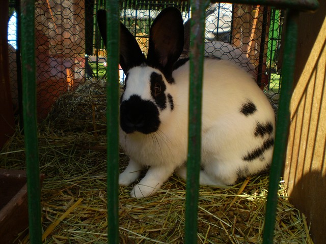 obrázek