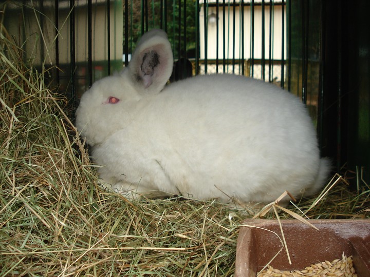 img00026.jpg