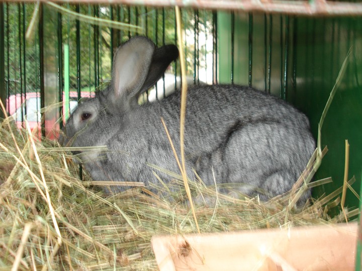 img00032.jpg