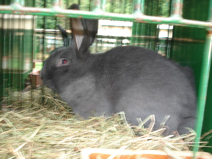 img00034.jpg