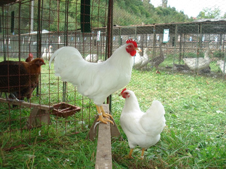 img00039.jpg