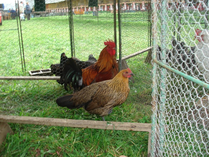 img00040.jpg