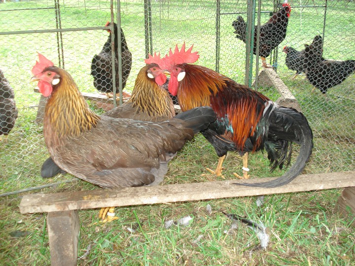 img00042.jpg