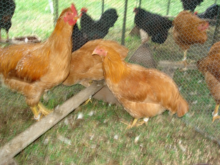 img00045.jpg