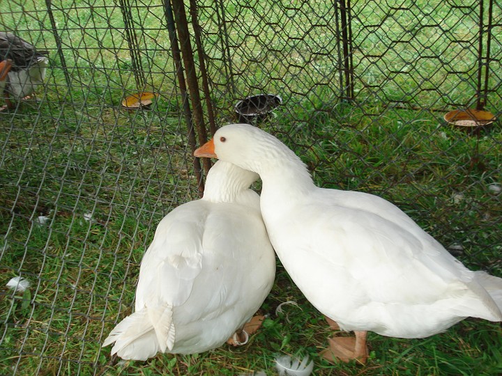 img00046.jpg