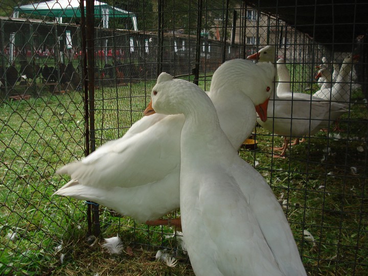 img00047.jpg