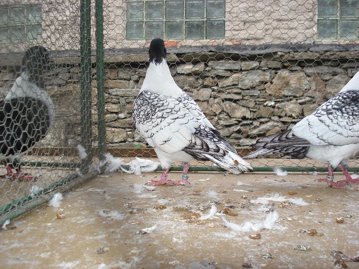 img00054.jpg