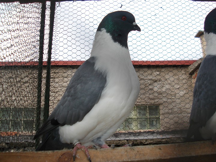 img00055.jpg