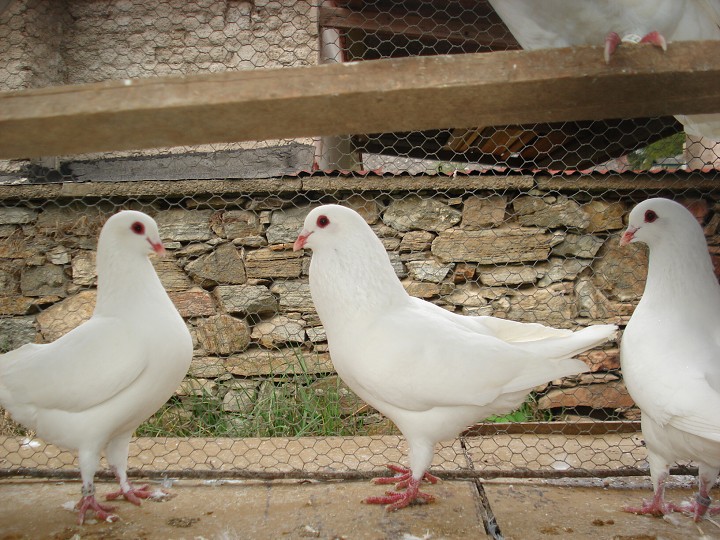 img00056.jpg