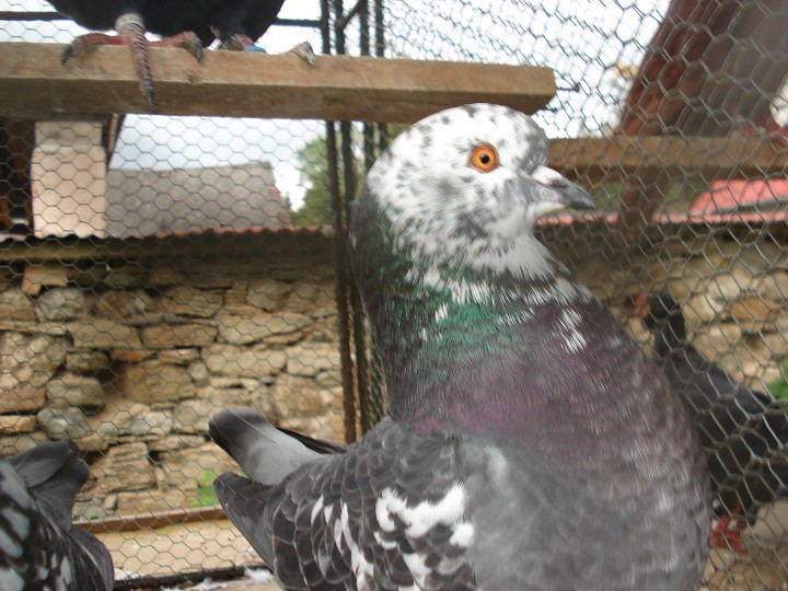 img00057.jpg