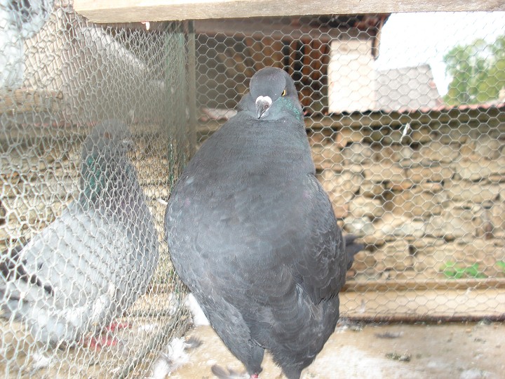 img00058.jpg