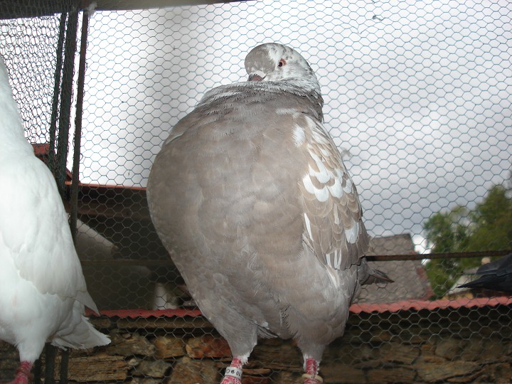 img00059.jpg