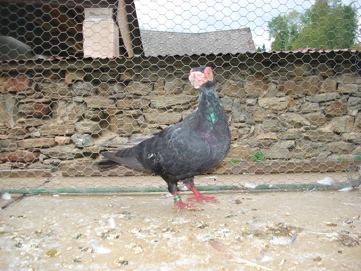 img00060.jpg