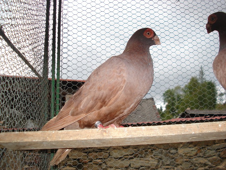 img00061.jpg