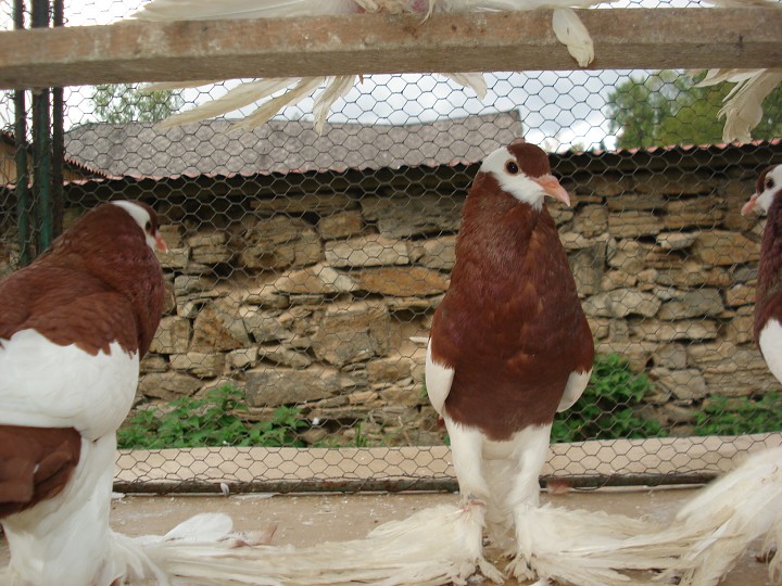 img00062.jpg