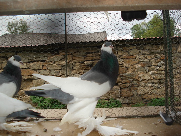img00063.jpg