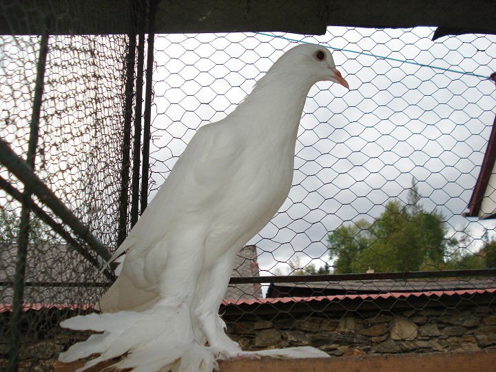img00064.jpg