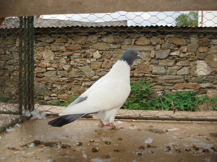 img00065.jpg