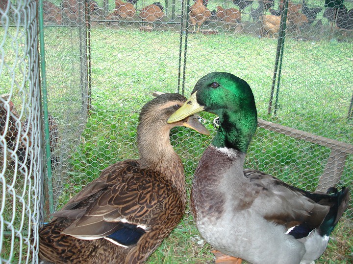 img00068.jpg