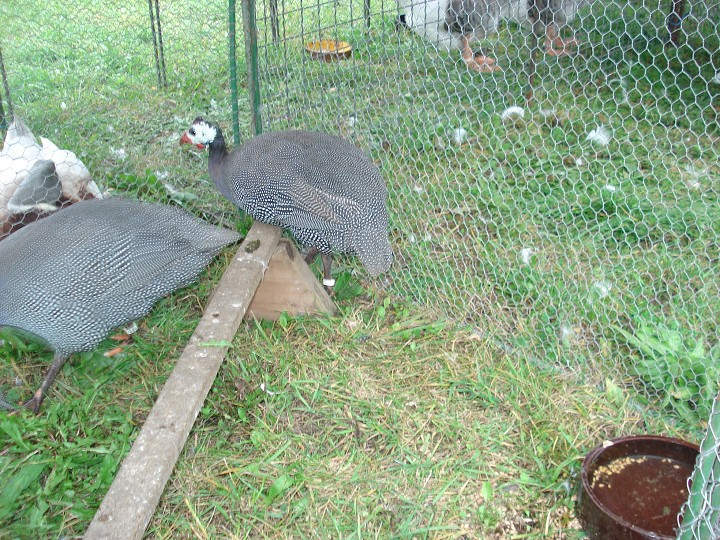 img00069.jpg