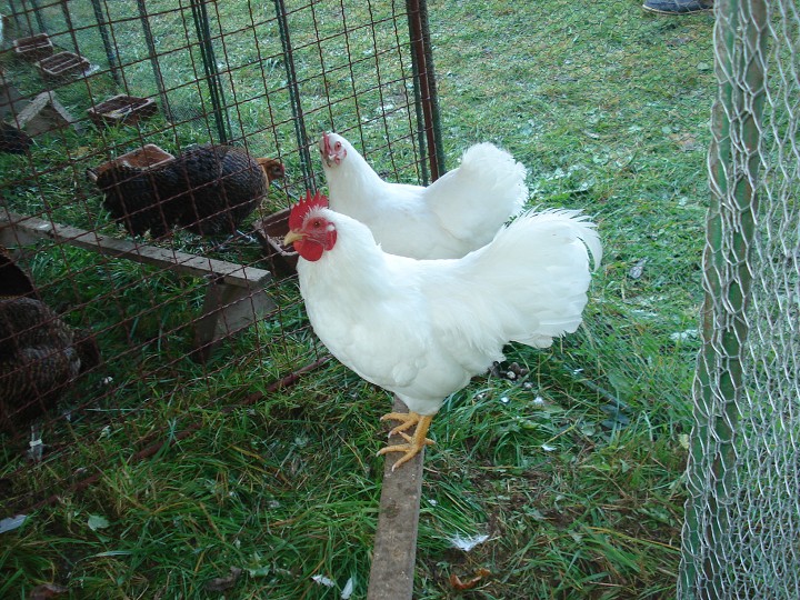 img00074.jpg