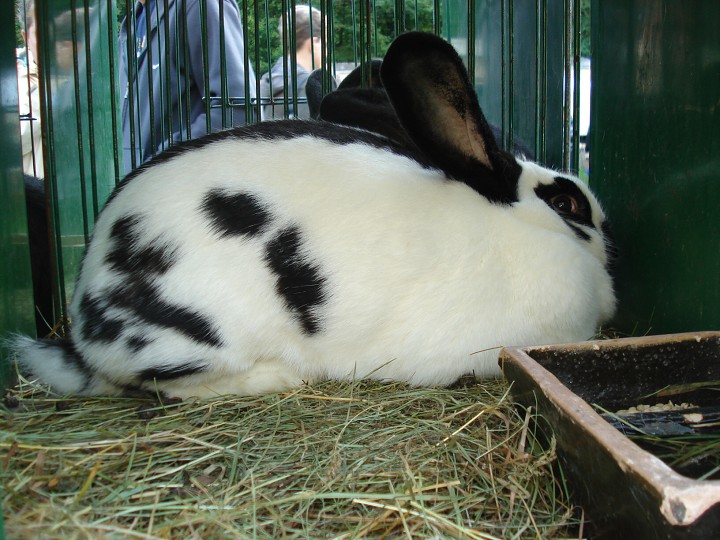 img00078.jpg