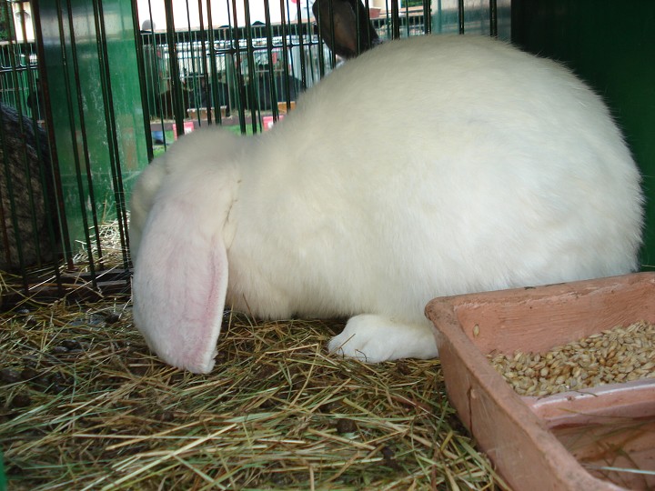 img00080.jpg