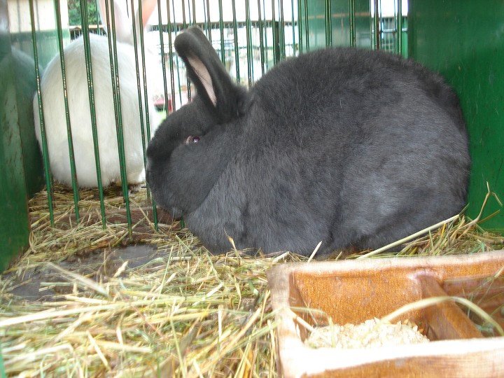 img00083.jpg