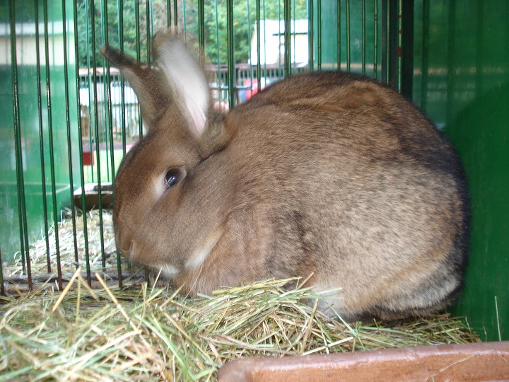 img00084.jpg