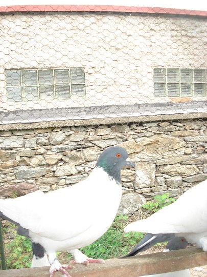 img00097.jpg