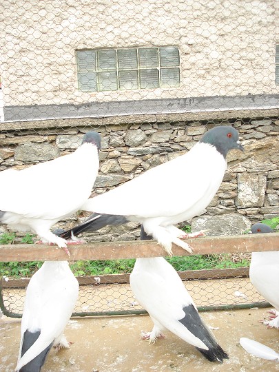 img00098.jpg