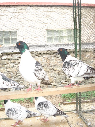 img00099.jpg