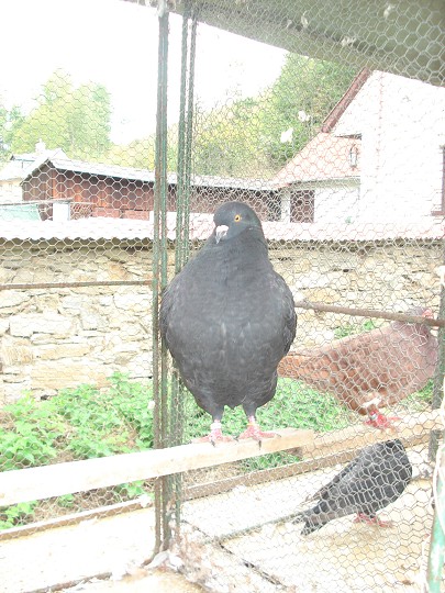 img00101.jpg