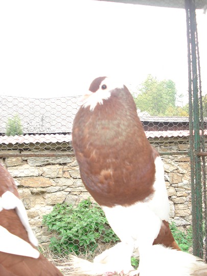img00102.jpg