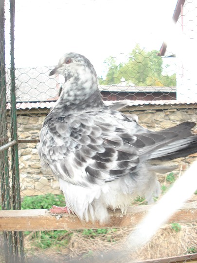 img00103.jpg