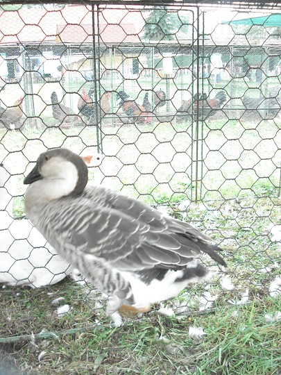 img00104.jpg