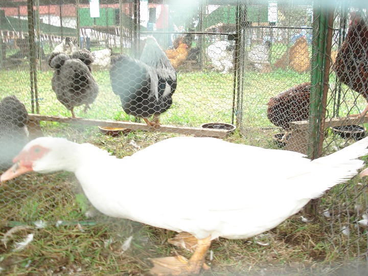 img00106.jpg