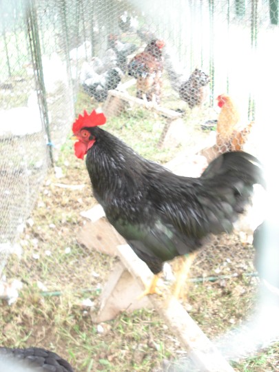 img00107.jpg