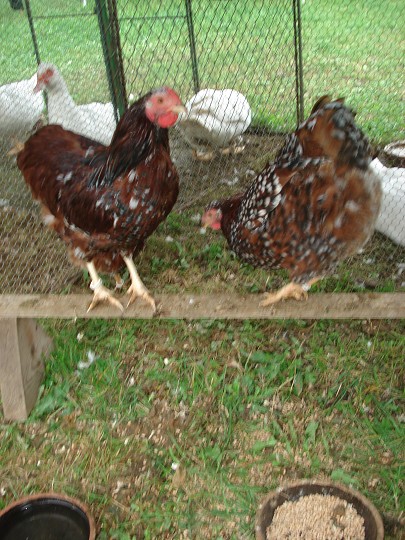 img00108.jpg