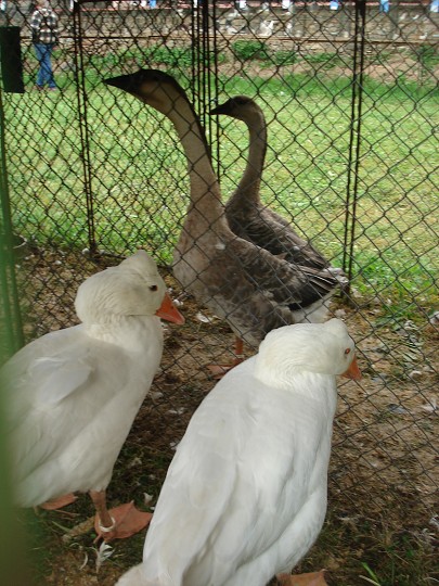 img00111.jpg