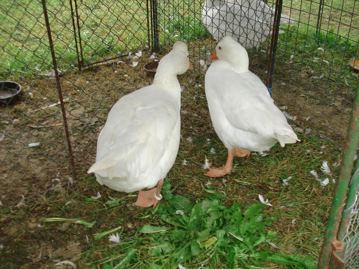 img00113.jpg